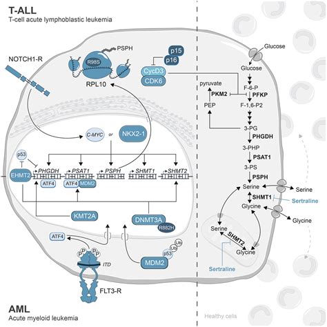 Drivers Of De Novo Serine Glycine Synthesis In Acute Leukemia