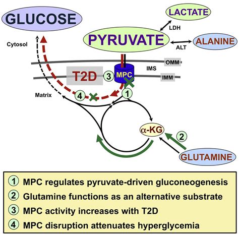 Hepatic Mitochondrial Pyruvate Carrier 1 Is Required For Efficient