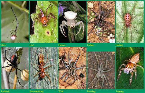 Australian WildLife: SPIDERS