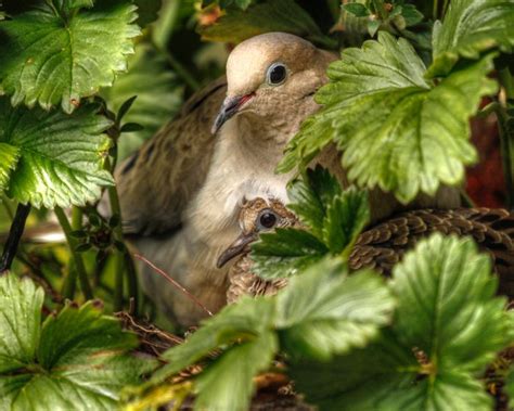 25 Breathtaking Mourning Dove Pictures - Birds and Blooms 