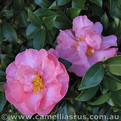 Bert Jones – Camellias R Us