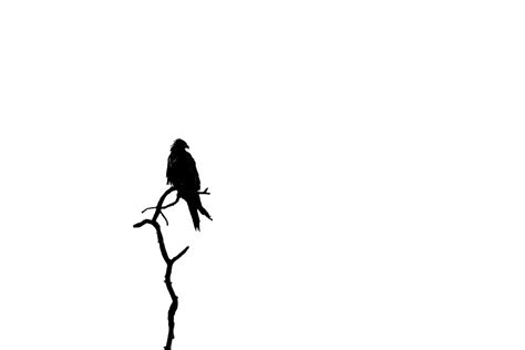 Download Silhouette, Bird, Nature. Royalty-Free Stock Illustration ...