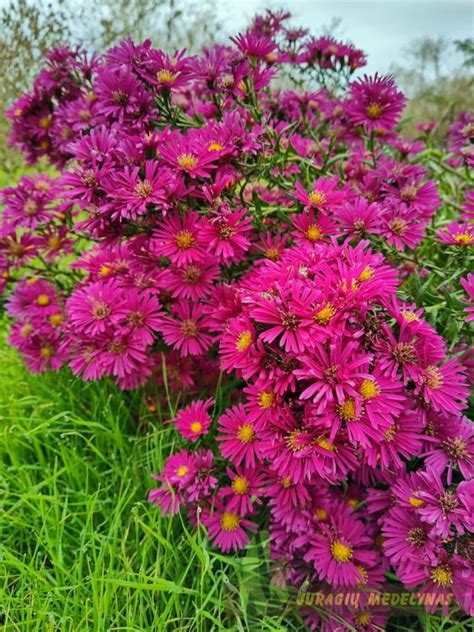 Astras CRIMSON BROCADE | Juragių medelynas