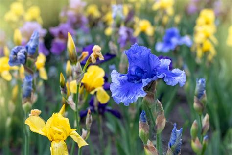 How To Care For Irises After Blooming - Not Just Deadheading