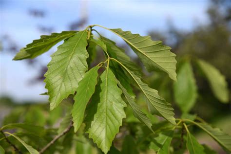 Chinkapin Oak | Shelby Arboretum