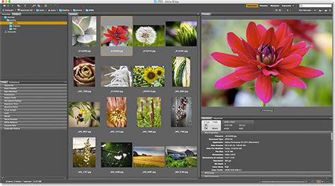 How To Use Adobe Bridge To Manage And Organize Your Images