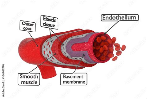 On a white background shows the structure of the artery cross-sectional ...