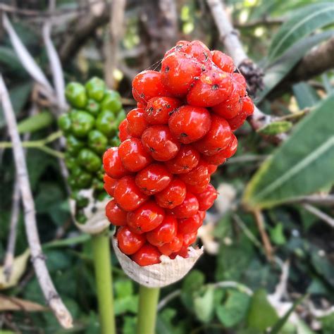 Italiaanse aronskelk (Arum italicum) - PictureThis