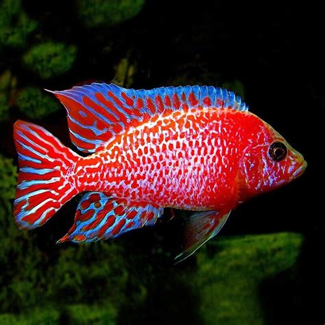 Red Dragon Peacock Cichlid Aulonocara Sp Lake Malawi Cichlid Aquatropics