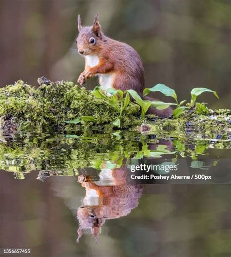 40 Irish Red Squirrel Stock Photos, High-Res Pictures, and Images ...