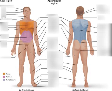 BIO 348 Body Regions Diagram Quizlet