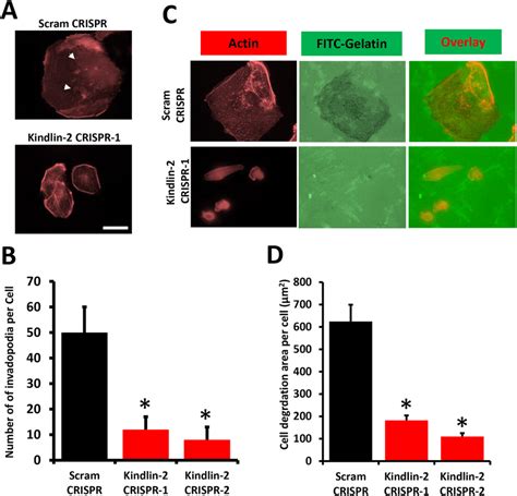 Loss Of Kindlin Inhibits Invadopodia Formation And Degradation Of