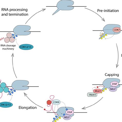 Structure of the HIV-1 promoter. The integrated HIV-1 genome is 9719 ... 