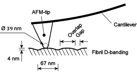 Schematic Representation Of The Nanoindentation Analysis In Evidence