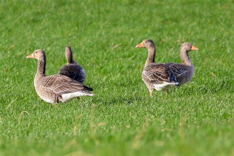 Greylag Geese Prestwick Reservoir Dougie Edmond Flickr