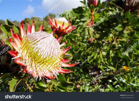 54 Imágenes De King Protea In Full Bloom Imágenes Fotos Y Vectores