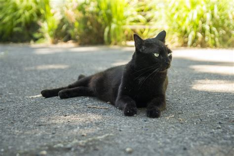 Henrietta Lounging On Corner Scott Weber Flickr