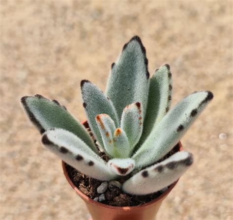 Kalanchoe tomentosa