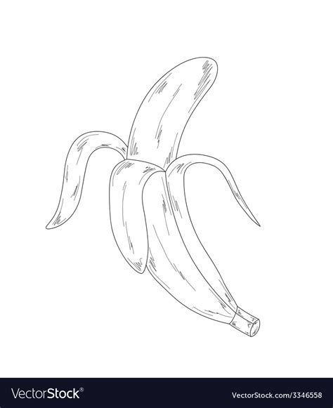 Banana sketch Royalty Free Vector Image - VectorStock