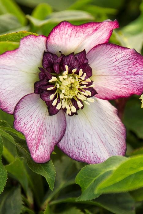 5 Stunning Hellebore Varieties You Must See Garden Therapy