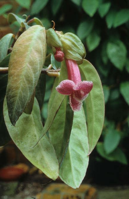 Drymonia Conchocalyx Hortus Botanicus Leiden Netherlands