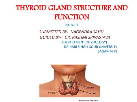 Thyroid gland structure and function | PPT