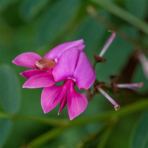 Australian natives with pink flowers - The Botanical Planet