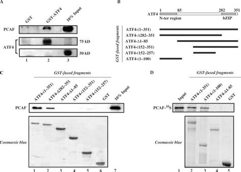 Pcaf Interacts Directly With The N Terminal Region Of Atf4 A Download Scientific Diagram