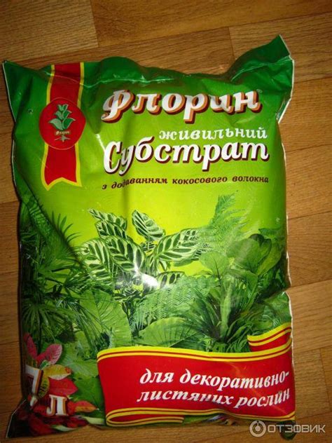 Какая земля нужна для Замиокулькаса: выбор почвы, покупка готового грунта