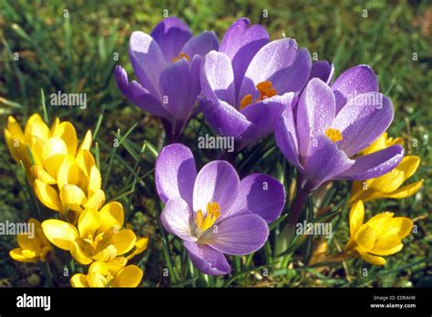 Fruehlings Krokus Croccus Spec Stock Photo Alamy