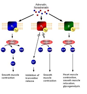 Alpha adrenergic receptors | Adrenergic receptors, Alpha and beta receptors, Muscle relaxer