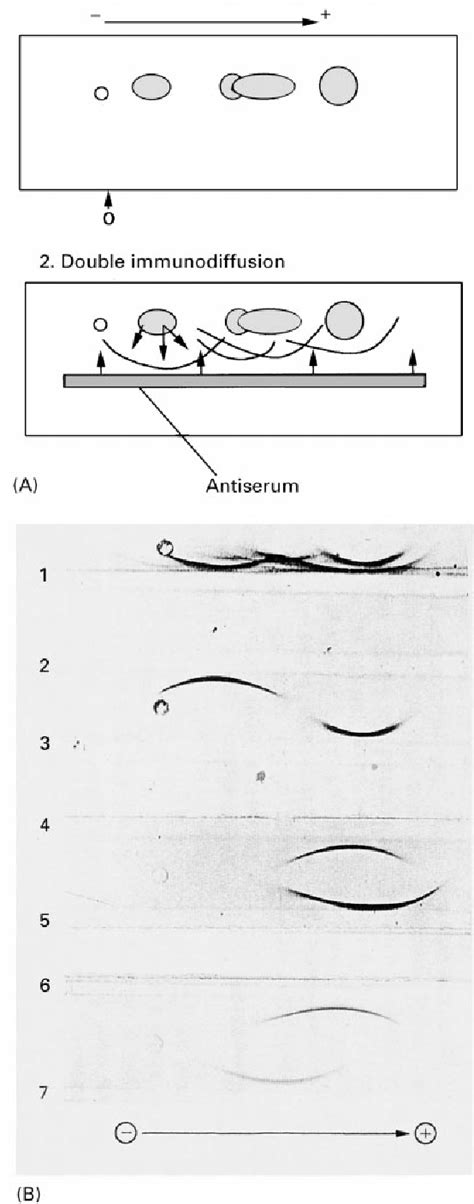 [PDF] Gel Electrophoresis in Capillary Electrophoresis See II / ELECTROPHORESIS / Capillary Gel ...