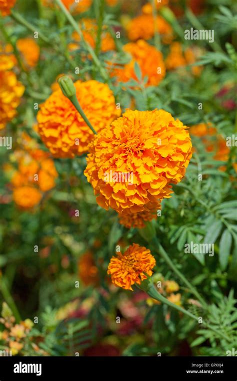 Marigold Flowers Hi Res Stock Photography And Images Alamy