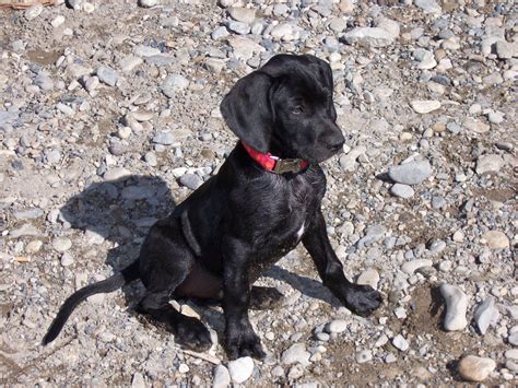 Ellielabweimer Mix Yorkie Lab Mix Joy And Happiness