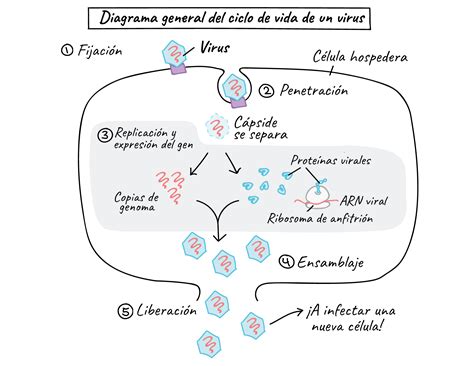 Virus Biología Ciencia Khan Academy Khan Academy Educacion Gratuita Ciclos De Vida