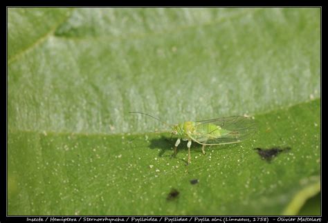 Psylla Alni Linnaeus Olivier Mattelart Photographe