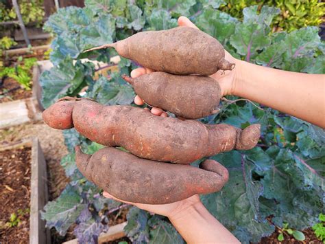 My First Attempt At Growing And Curing Homegrown Sweet Potatoes