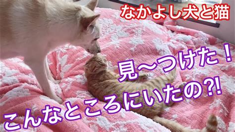 見ーつけた‼️猫を探していた犬は・・・ 見ーつけた5連発 Vol2 犬と猫 【なかよし犬と猫】【保護猫 保護犬 かわいい癒やし動画】【犬と猫