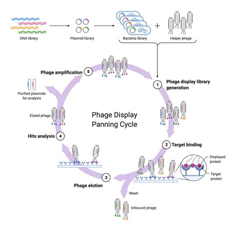 Dna Sequencing Vs Next Generation Protein Sequencing Rapid Novor