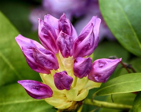 Cómo y cuándo plantar Rododendro mijardin es