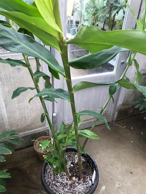 Alpinia purpurata | Bessey Greenhouse (Richard W. Pohl Conservatory)