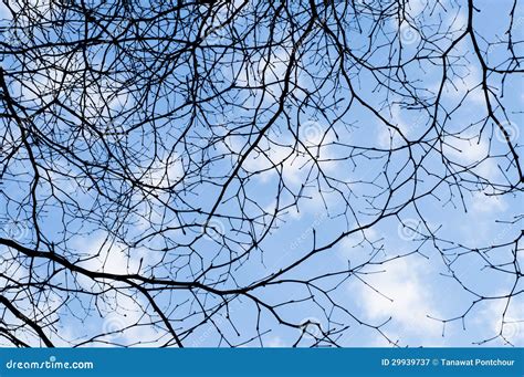 Naked Branches Of A Tree Stock Image Image Of Furtree 29939737