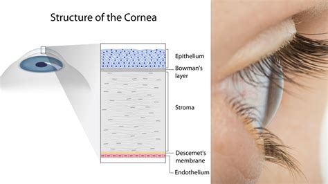 Corneal Epithelium Layers