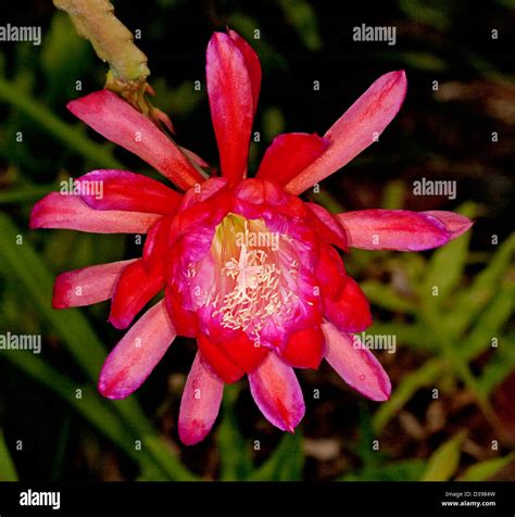 Epiphyllum kaktus -Fotos und -Bildmaterial in hoher Auflösung – Alamy