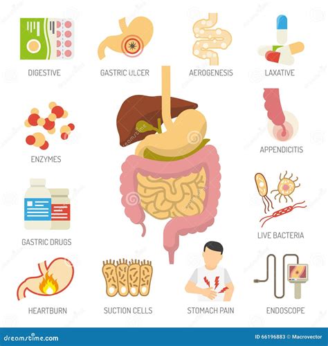 Iconos Del Sistema Digestivo Fijados Ilustraci N Del Vector Imagen