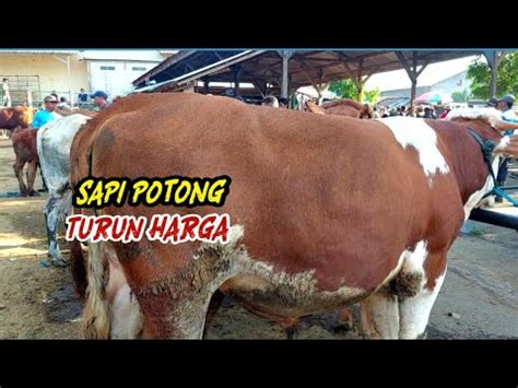 Sambut Natal Dan Tahun Baru Harga Sapi Potong Turun Pasar Purwantoro