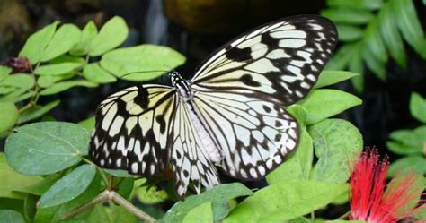 7 Plants That Look Like Butterflies Progardentips