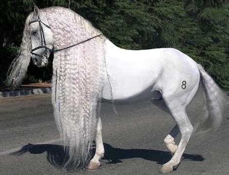 Andalusian Horse Breed Information, History, Videos, Pictures