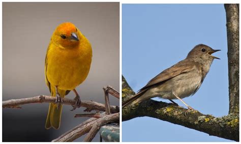 Por Qu Cantan Las Aves El Agradable Sonido Que Generan Hola