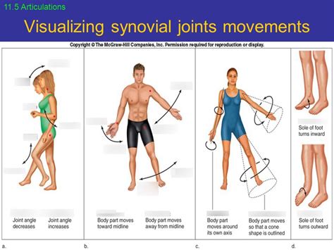 Movements Occurring At The Synovial Joints Of The Body Diagram Quizlet